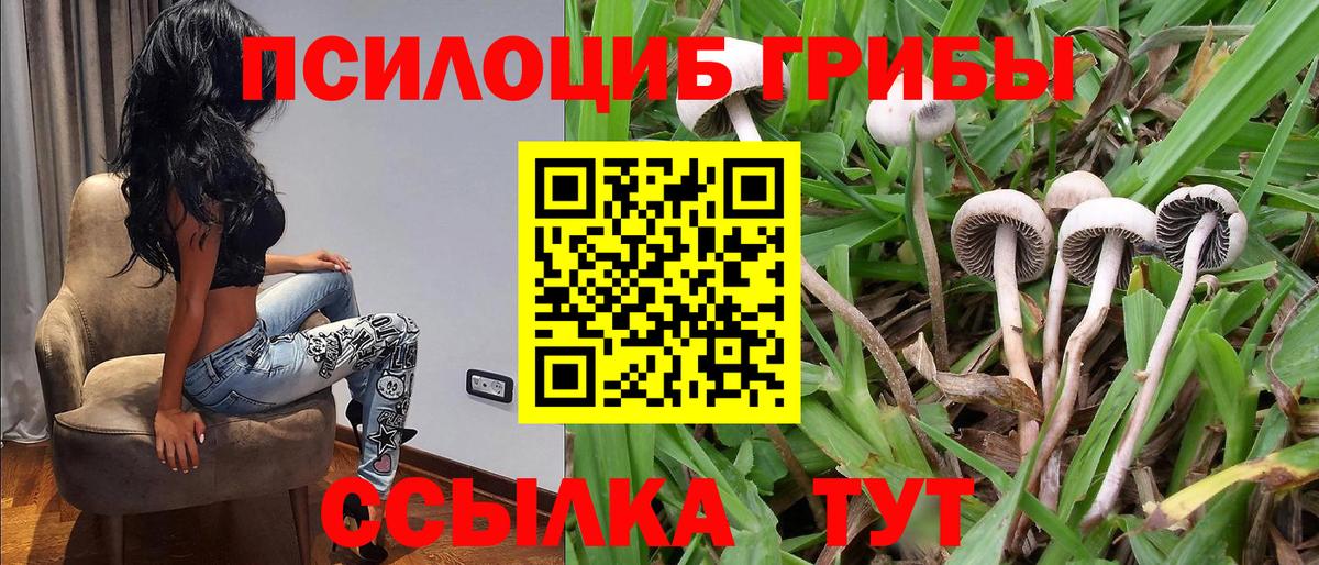 Малоярославец  Псилоцибиновые грибы MAGIC MUSHROOMS  Вход с VPN 